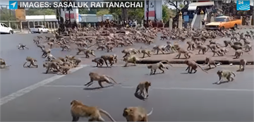 猴子比人多 泰國古城猴滿為患