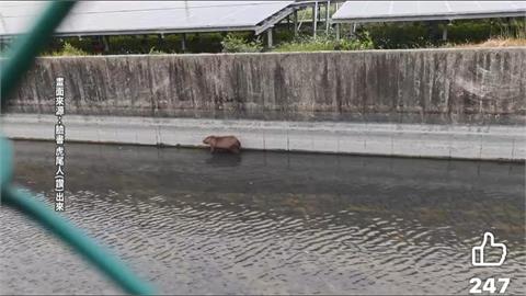 水豚君現身虎尾大排 目擊者:誰家卡皮巴拉脫逃?