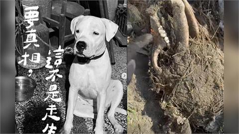 快新聞／尋獲白骨確認是受虐犬「健康」！飼主遭起訴　救援團體怒批動保法失靈