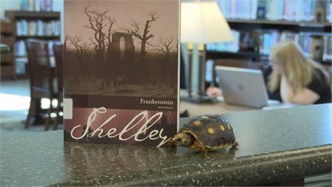 陸龜「雪莉」成圖書館大明星　還有周邊商品成「鎮館之寶」