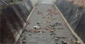 苗栗大排出海口驚見「上百隻死雞」　疑想靠漲潮滅跡...動保所急封鎖驗禽流感