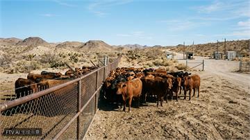 美重啟墨國牛隻進口　食肉寄生蟲螺旋蠅擴散引發擔憂