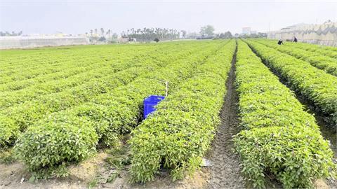 屏東九層塔女王！　種植羅勒28年　用途發揮到極致