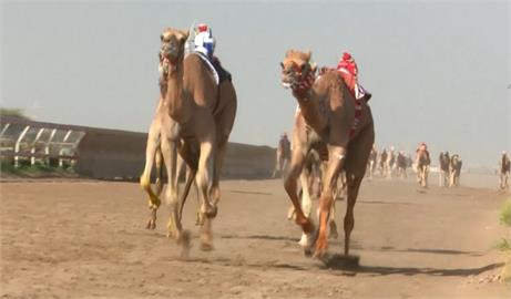 中東阿曼千年歷史駱駝大賽 機器人取代騎師甩鞭