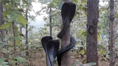 一口劇毒可殺20人！印度王蛇「3隻同時交纏樹幹」驚嚇奇觀罕曝光