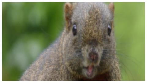 又是塑膠袋害命！居民驚見「松鼠悶死」：誰給牠套的枷鎖？