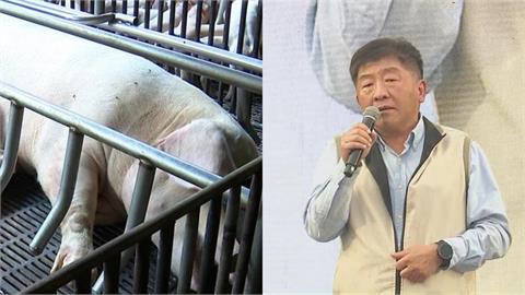 台中爆非洲豬瘟首例!陳時中再披「紅背心」坐鎮前線…網喊:看到他就安心