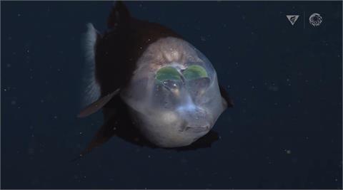 罕見現蹤！綠眼珠在透明頭殼裡　「深海怪魚」真面目曝光