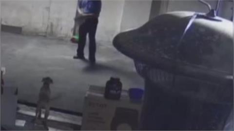 台中飼主控訴鄰居拿石頭丟狗　動保處派員稽查了解