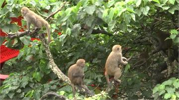 台東猴害嚴重 鄉公所徵「驅猴人」巡果園、農田