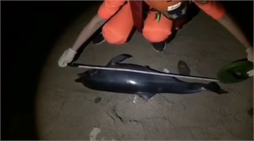 快新聞／難過！ 長86公分飛旋海豚死在沙灘 體型嬌小評估尚在哺乳期