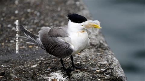 「鳳頭燕鷗」鳥喙被釣魚線纏住　下場最慘恐怕餓死