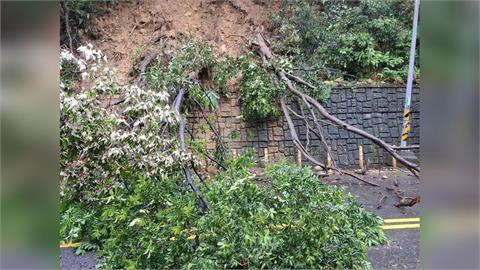 梅雨季最強雨勢！　桃園、基隆路樹驚傳倒塌