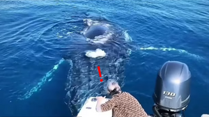 座頭鯨準備的「意外驚喜」　游向旅客噴水表示：偶來打個招呼啦！