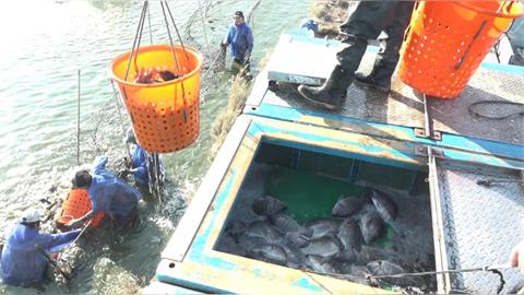 異言堂(影)／關稅利多定心丸   台灣鯛競爭力超車中、巴、越