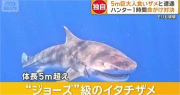 5公尺巨鯊被捕畫面曝光「肚藏數十幼鯊」！宮古島漁民陷搶魚危機　連觀光客都怕下水
