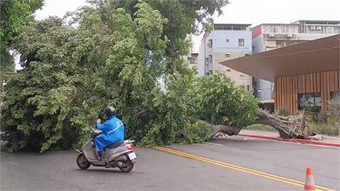 卡努逼近！北市颳10級強陣風　已22棵路樹倒塌、5廣告招牌吹落