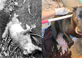 苗栗公館爆首例鼬獾狂犬病　即起展開犬貓免費疫苗接種！施打站、時段一次看
