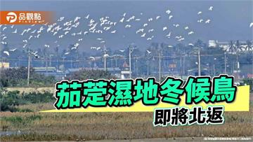 候鳥將北返　茄萣濕地春末賞鳥最後召喚