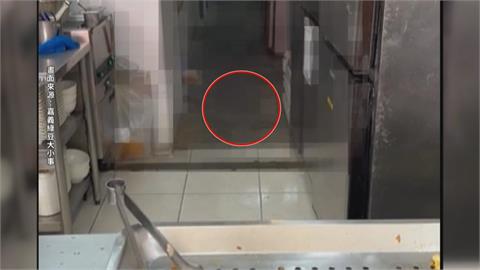 嘉義一連鎖鍋貼店「鼠輩橫行」　稽查出多項衛生缺失