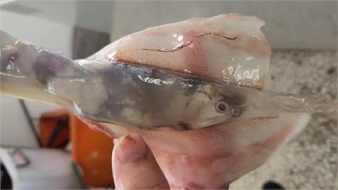 「透明魷魚」現蹤東石　漁民捕獲稀有巨小頭魷