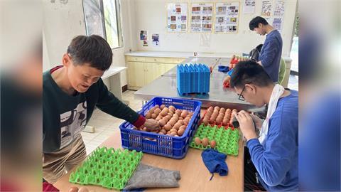 快新聞／花蓮黎明庇護畜牧場雞蛋滯銷　盼曝光支持身心障礙者友善飼育