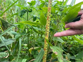 花蓮「稻熱病」現蹤　農業處：防治補助開始受理