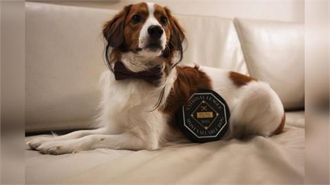 MLB(影)／不只大谷獲頒美國棒球作家協會大獎！愛犬Decoy也沾光奪下MVD獎