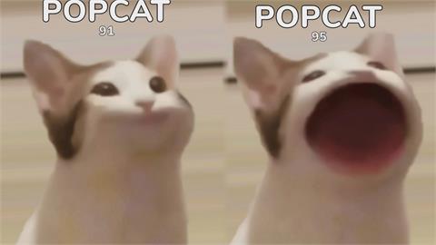 金正恩也玩？迷因貓Pop Cat掀全球熱潮　台灣超團結勇奪點擊數金牌