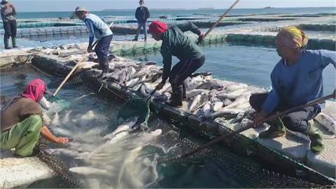 連日低溫凍死6千條海鱺魚　養殖戶慘損600萬