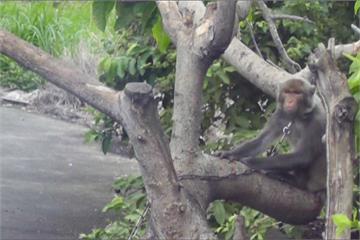 圈養野生獼猴 餐廳老闆違反野保法