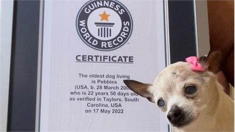「世界最老汪星人」不是吉娃娃！22歲玩具獵狐犬奪最長壽金氏世界紀錄