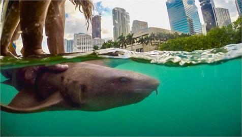 美國最新研究 鯊魚愛人類游泳的海域