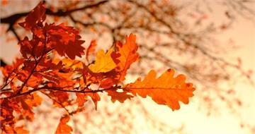 9/23進入秋分節氣 「食衣住行育樂」開運養生、禁忌一次看