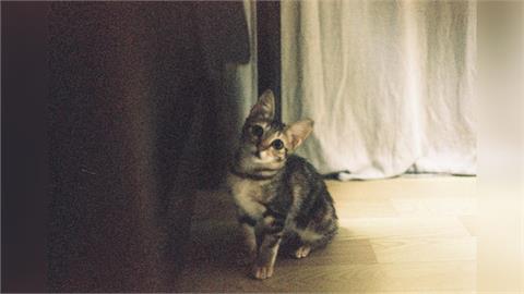 快新聞／棄養、虐待動物加重罰則　政院通過《動保法》修正草案