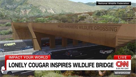 洛杉磯傳奇美洲獅「P-22」　啟發全球最大生態陸橋興建