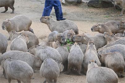 快新聞／水豚迷快看！日本「這動物園」飼養88隻水豚　未來可望「盡收眼底」