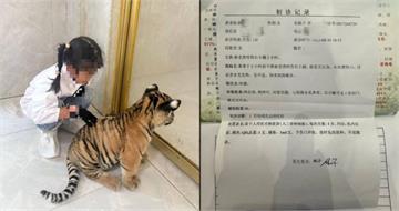 動物園「幼虎互動」出意外！7歲女童右腿遭咬　醫叮囑「打滿5劑狂犬疫苗」