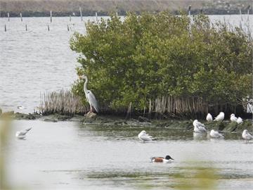 水位巧調、生物共好　成龍濕地營造友善水鳥棲地