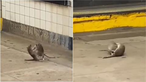 紐約地鐵驚見「米奇大戰」！翻滾纏鬥「騰空飛撲」44秒激戰片全網瘋傳