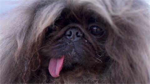 實在有夠醜...冠軍就你了！　超厭世北京狗　奪世界最醜狗冠軍