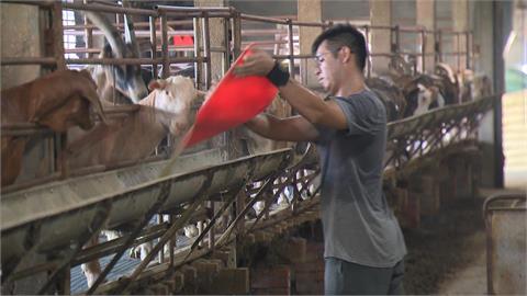 紐澳羊肉低價競爭　本土羊市占6%、青農現代化飼養拚翻轉
