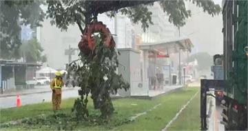 高雄豪雨狂炸！路樹傾倒「砸破輕軌車頂」　部分路段改接駁全線搶通
