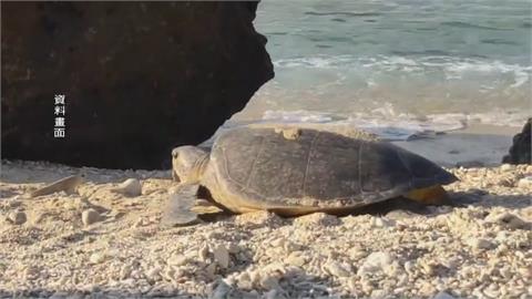 中澳沙灘擺滿遊具！恐影響海龜產卵　國產署欲圍籬護龜
