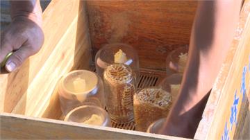 蜂農獨創「瓶中蜜」養蜂法 素食者也能吃蜂蜜！