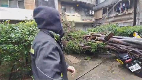 基隆台船宿舍百年老樹倒塌　壓毀機車還擋住公寓出入口