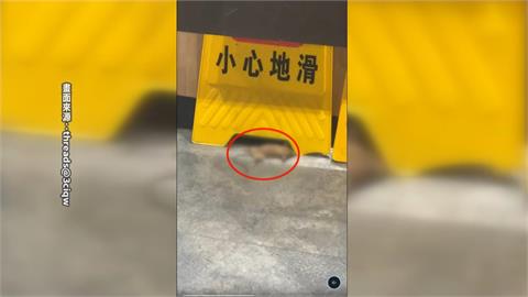 又爆食安！日連鎖餐廳驚傳米奇出沒 業者:已啟動環境檢視