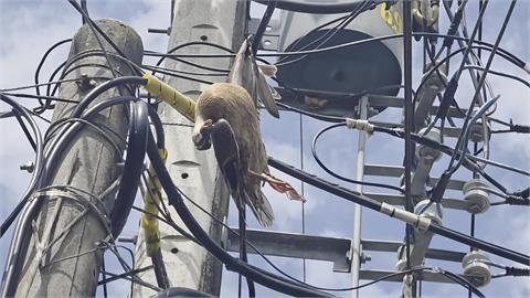 花嘴鴨ＧＧ！羽翼卡在電纜間　吊掛空中等不到救援死亡