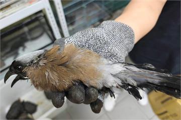 小樹鵲誤認籃框當鳥窩　掛網受困動保員救援助團圓