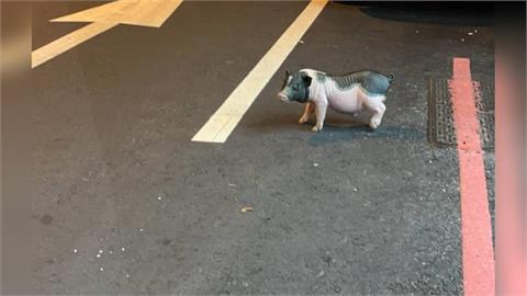 非洲豬瘟全台戒備⋯台中驚見「豬逛大街」!飼主「這原因」遭罰⋯全網歪樓